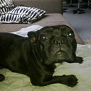 Fransk bulldog Petri..