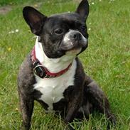 Fransk bulldog RIP mors lille skat, Frida