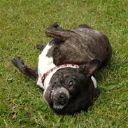 Fransk bulldog RIP mors lille skat, Frida