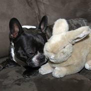 Fransk bulldog RIP mors lille skat, Frida