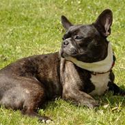 Fransk bulldog RIP mors lille skat, Frida