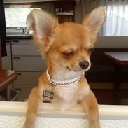 Chihuahua ricco (pinto sukkerpels)