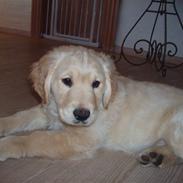 Golden retriever rocki