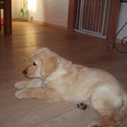 Golden retriever rocki