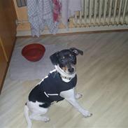 Dansk svensk gaardhund Malou