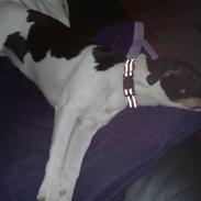 Dansk svensk gaardhund Malou