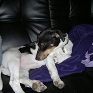 Dansk svensk gaardhund Malou