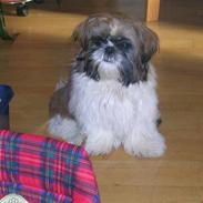 Shih tzu futte