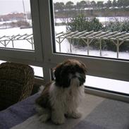 Shih tzu futte