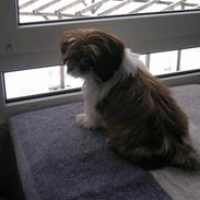 Shih tzu futte