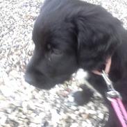 Blanding af racer Dina <3