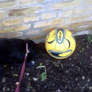 Blanding af racer Dina <3