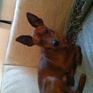 Dvaergpinscher Kalle