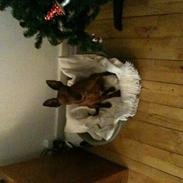 Dvaergpinscher Kalle