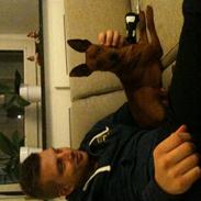 Dvaergpinscher Kalle