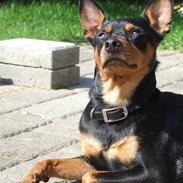 Dvaergpinscher Chico