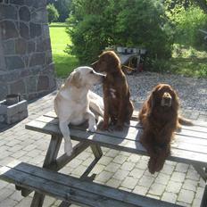 Irsk setter Kragereden Mackenzie