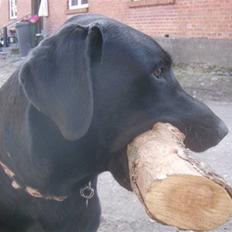 Labrador retriever Fluffy