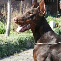 Dobermann Davida