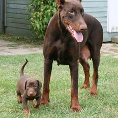 Dobermann Davida
