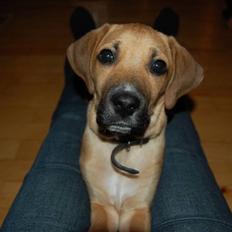 Blanding af racer Tyson