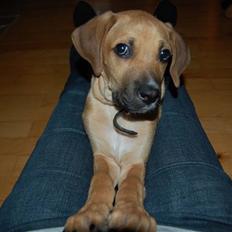 Blanding af racer Tyson