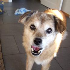 Blanding af racer Coccie R:I:P