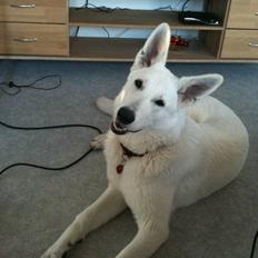 Hvid schæfer Josephine