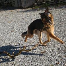 Schæferhund Tiki -'R.i.P'