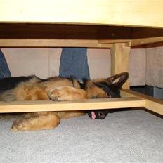Schæferhund Tiki -'R.i.P'