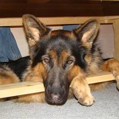 Schæferhund Tiki -'R.i.P'