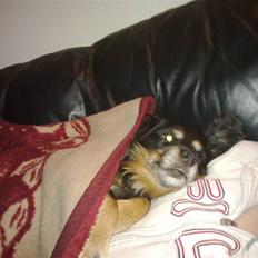 Blanding af racer Max