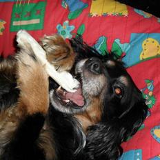 Blanding af racer Max