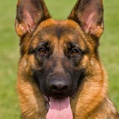 Schæferhund Walkini's Haley