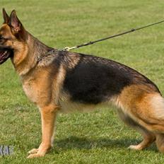 Schæferhund Walkini's Haley