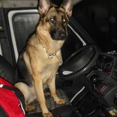 Schæferhund Walkini's Haley