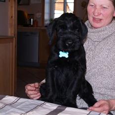 Riesenschnauzer Jake <3<3 ~ far og mors ~