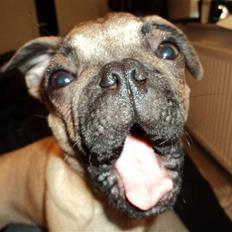 Blanding af racer Chili fransk bull - mops