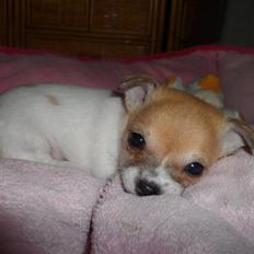 Chihuahua Number One