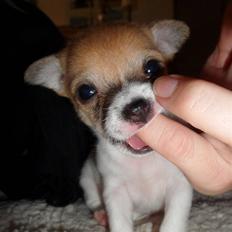 Chihuahua Number One