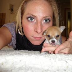 Chihuahua Number One