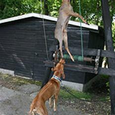 Rhodesian ridgeback Basse