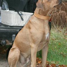 Rhodesian ridgeback Basse