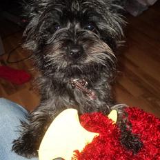 Cairn terrier Meg Leandros