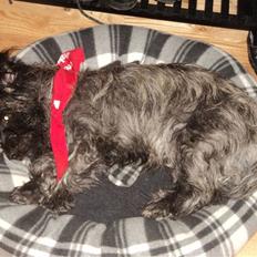 Cairn terrier Meg Leandros