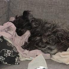 Cairn terrier Meg Leandros