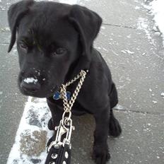 Labrador retriever Uffe <3 <3 