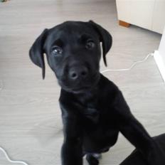 Labrador retriever Uffe <3 <3 