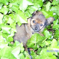 Blanding af racer King