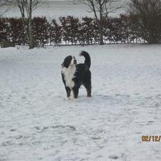 Berner sennenhund Muffe